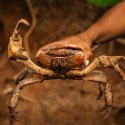 Mangrove crab