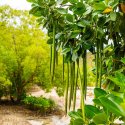 7- Mangrove plants