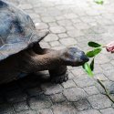 5 - Giant tortoises