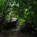 Coco Island Forest path