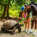 8- Feeding tortoise