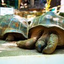 6 - Giant Tortoises