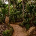 Pathway Vallee de Mai