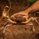 Giant mangrove crab