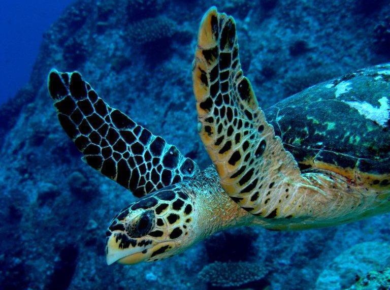 Sea Turtle Praslin