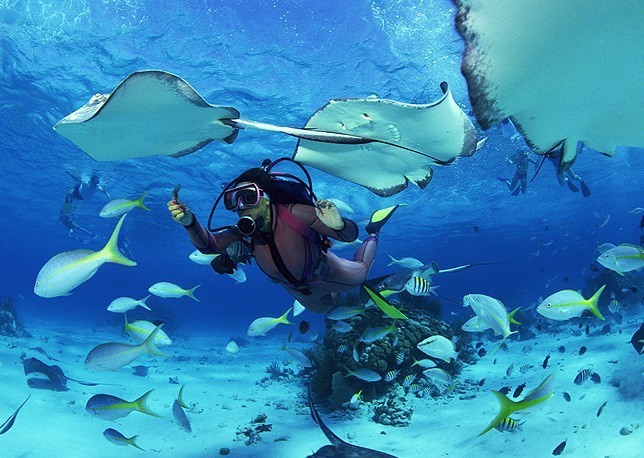 the seychelles diving rays