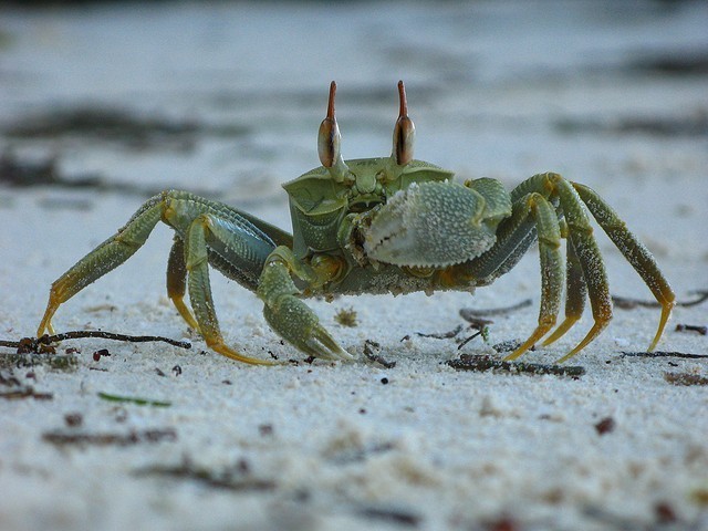 crab Praslin